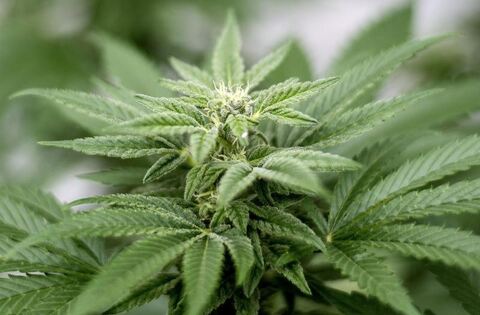 Cannabis im Garten